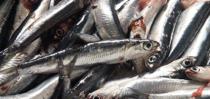 Anchoas al horno con crema de ajos confitados